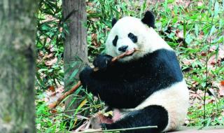 熊猫贝贝是谁和谁生的 熊猫贝贝入住新家