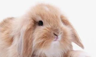 兔子最大可以长到多少斤 垂耳兔能长多大